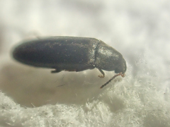 Scotochroa
