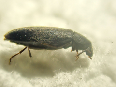 Scotochroa