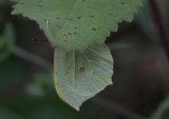 Gonepteryx nepalensis
