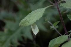 Gonepteryx nepalensis