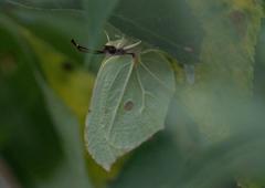 Gonepteryx nepalensis