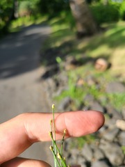 Eleocharis geniculata