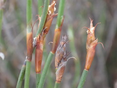 Restio capensis