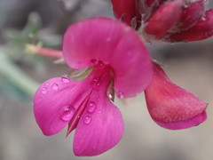 Indigofera meyeriana