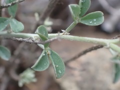 Indigofera meyeriana