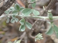 Indigofera meyeriana