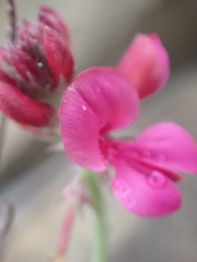 Indigofera meyeriana