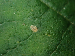 Pulvinaria hydrangeae