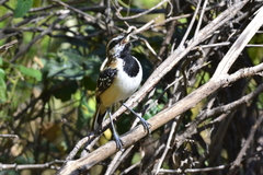 Myrmorchilus strigilatus