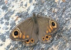 Lasiommata schakra
