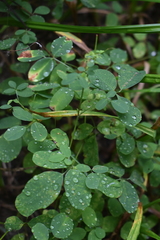 Lespedeza frutescens