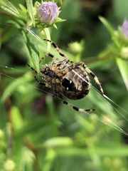 Araneus diadematus