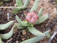 Marlothistella uniondalensis