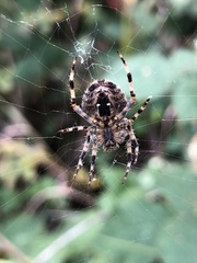 Araneus diadematus