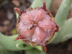 Marlothistella uniondalensis