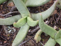 Marlothistella uniondalensis