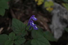 Scutellaria pseudocoerulea