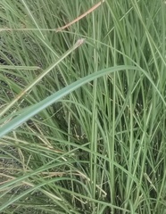 Poaceae