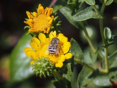 Anthophora curta