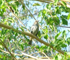 Thraupis glaucocolpa