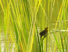 Chrysomus icterocephalus