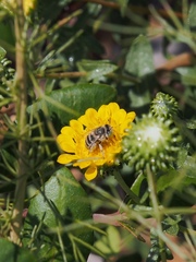 Anthophora curta