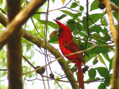 Cardinalis phoeniceus