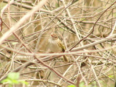 Hemitriccus margaritaceiventer