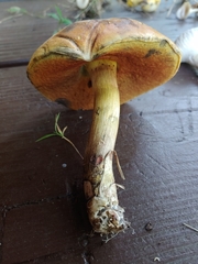 Boletus vermiculosus