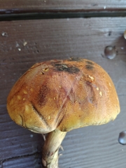 Boletus vermiculosus