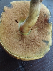 Boletus vermiculosus