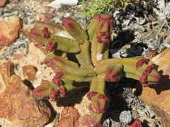 Crassula pyramidalis
