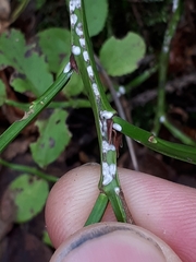 Chionaspis salicis
