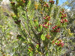 Passerina obtusifolia