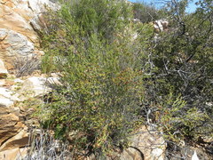 Passerina obtusifolia