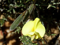 Lotononis dissitinodis