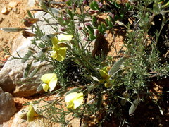 Lotononis dissitinodis