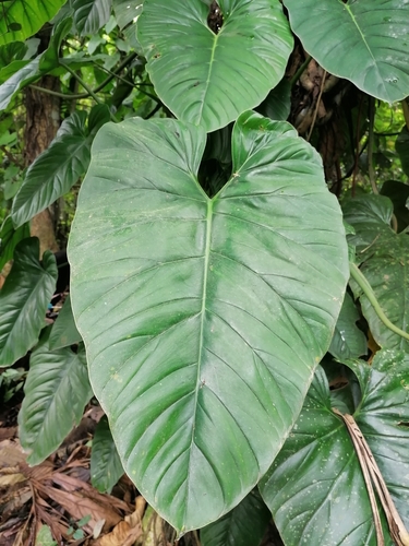 Philodendron dodsonii
