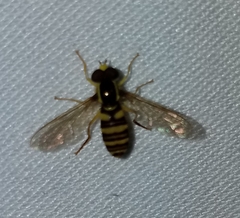 Xanthogramma flavipes