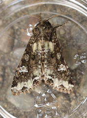 Mamestra configurata