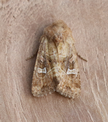 Lacinipolia stricta