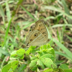 Junonia almana