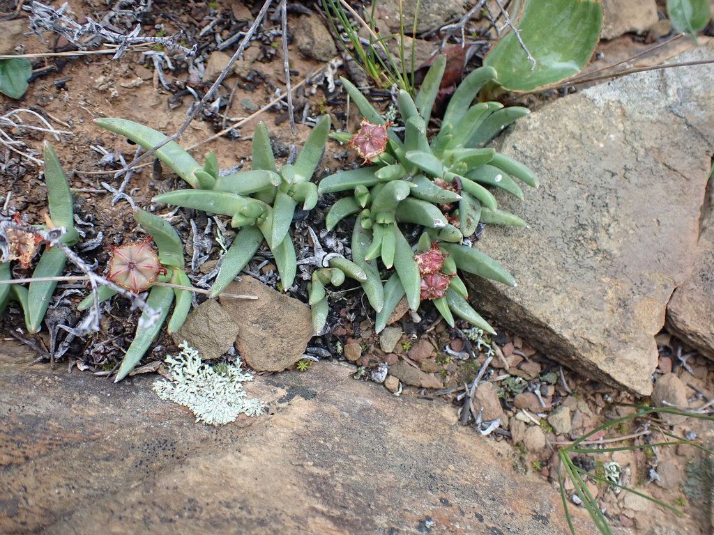 Marlothistella uniondalensis Schwantes 5