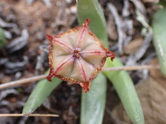 Marlothistella uniondalensis