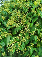 Cynanchum jaliscanum