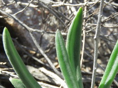 Tylecodon ventricosus