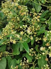 Cynanchum jaliscanum