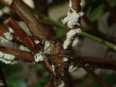 Pulvinaria hydrangeae