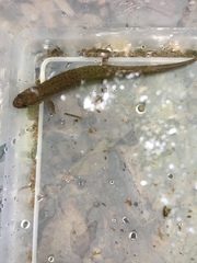 Desmognathus fuscus