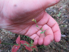 Hypericum gymnanthum